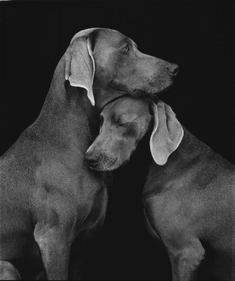 William Wegman