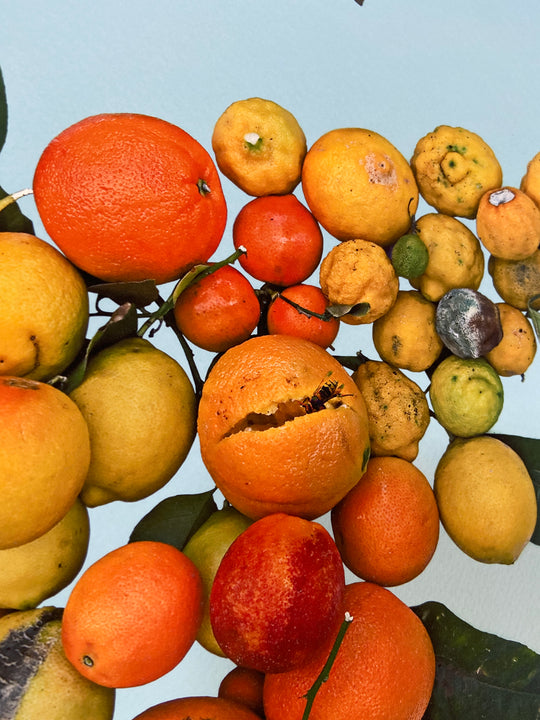 Fallen Fruit, 'EatLACMA, Los Angeles', 2010