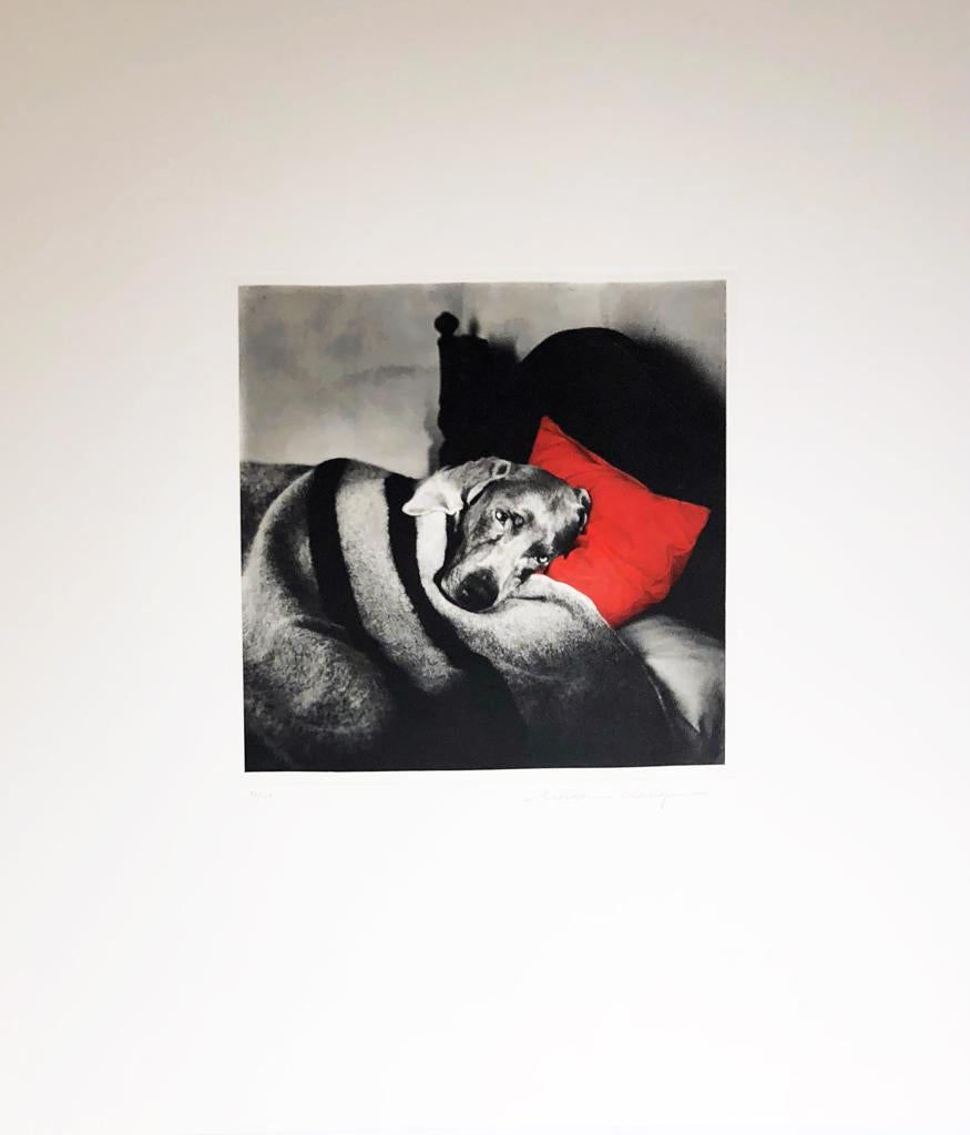 William Wegmen, 'Cinderella Sleeping', 1994 | Available for Sale