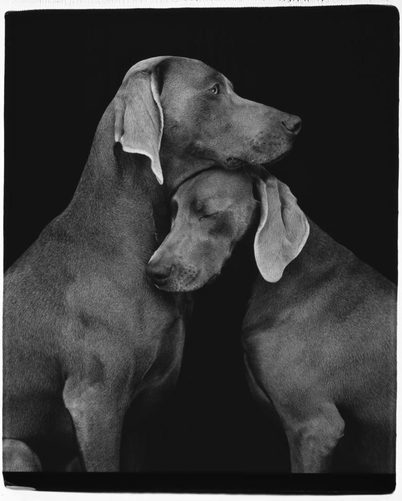 William Wegmen, 'Friends', 2010 | Available for sale | Image of black and white photograph of dogs | Edition print